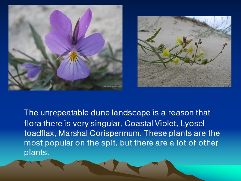 The unrepeatable dune landscape is a reason that flora there is very singular. Coastal